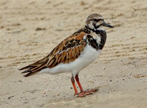 Turnstones | San Diego Bird Spot