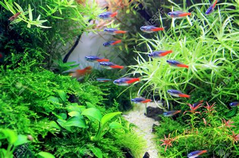 Tetra aquarium 20 gallon fish tank kit - daysinriko