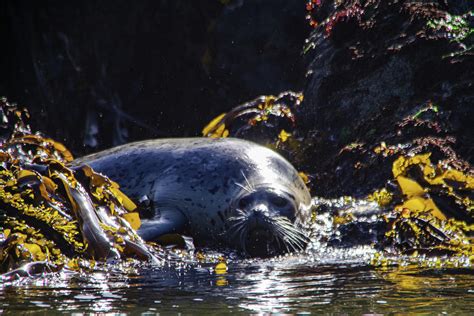 A fat harbor seal Photograph by Jeff Swan - Fine Art America