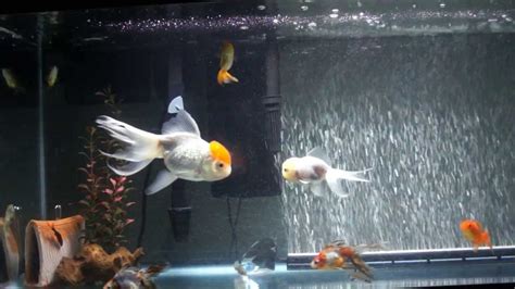 Top Tips Tropical Fish Care - Tropical Fish Care