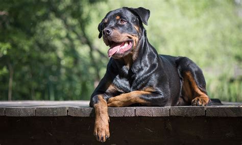 Rottweiler Breed: Characteristics, Care & Photos | BeChewy