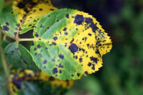 The Best Way to Treat Black Spots on Roses | HappySprout