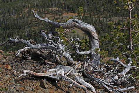 Krummholz - Wikipedia | Strange, Whitebark pine, Around the worlds