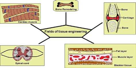 Tissue engineering using stem cells | Download Scientific Diagram