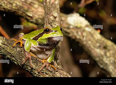 Pine barrens tree frog - Hyla andersonii Stock Photo - Alamy