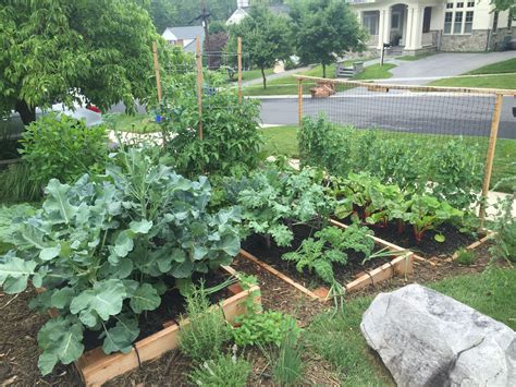 Why You Should Plant a Front Yard Veggie Garden | Sustainable America