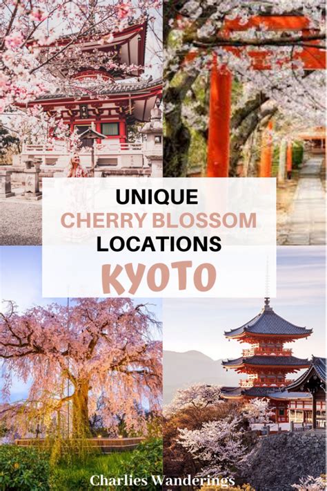 The Best Cherry Blossom Locations in Kyoto | Japan travel tips, Japan ...