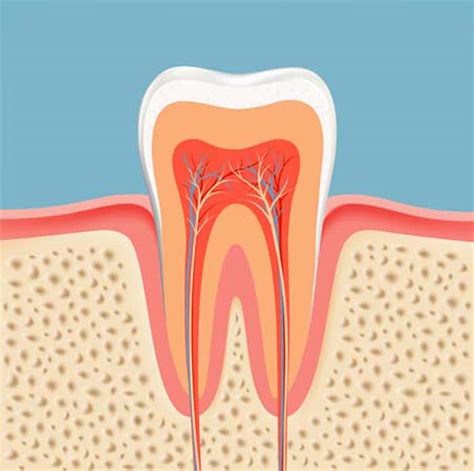 Root Canals and Treatment - Signauture Smiles - Las Vegas Dentist