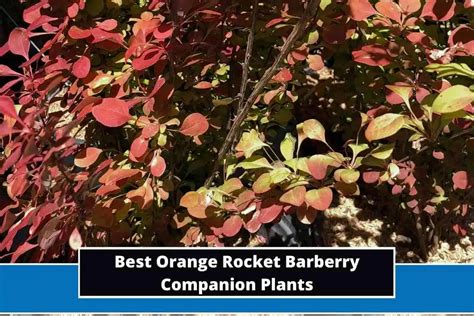 Best Orange Rocket Barberry Companion Plants