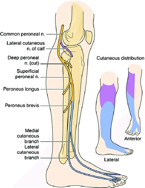 Common (blue) and superficial (purple) peroneal nerve branch cutaneous ...