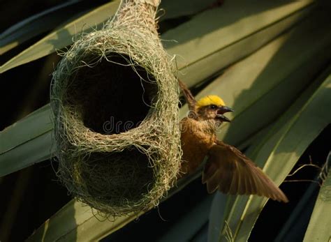 Baya Weaver Bird Making Nest for Chick Stock Image - Image of group ...