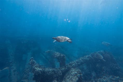 Underwater Photography of Turtle · Free Stock Photo