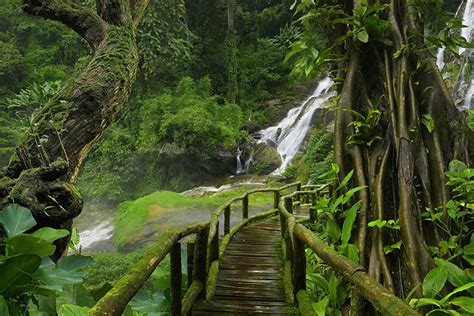 Tailandia Bosques Cascadas Puentes Jungle El tronco Musgo salto de agua ...