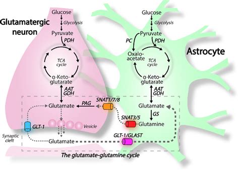 The glutamate-glutamine cycle is closely linked to cellular energy ...