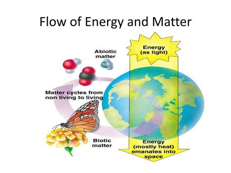 PPT - Flow of Energy and Matter PowerPoint Presentation, free download ...