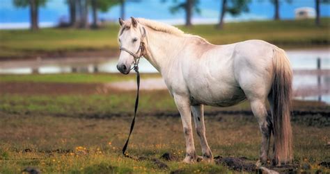 Are Horses Native To China