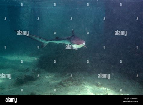 Tiger shark pup c at Hawaii Institute of Marine Biology Galeocerdo ...