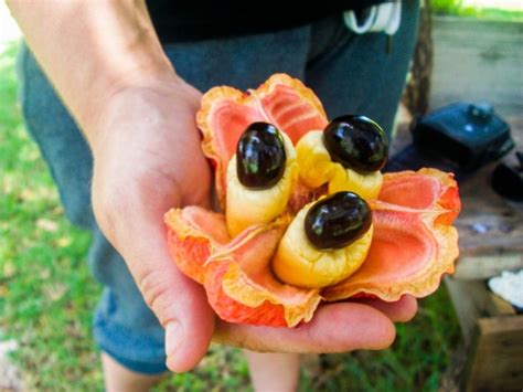 29 Jamaican Fruits You Must Try on Holiday - Bacon is Magic