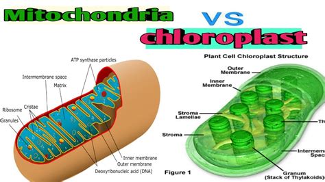 Difference between mitochondria and chloroplast!! Mitochondria vs ...