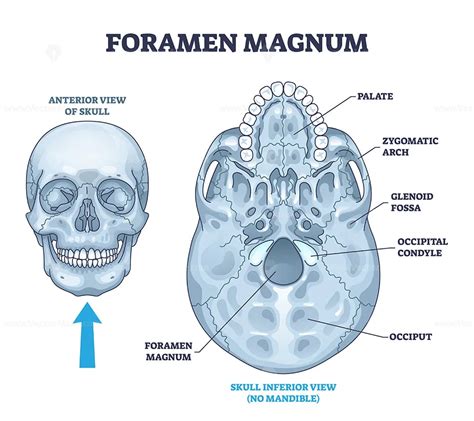 Foramen magnum skeletal bone hole in human skull anatomy outline ...