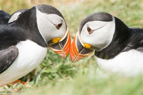 Visiting and Photographing Puffins on Lunga, Scotland - Alison Fay