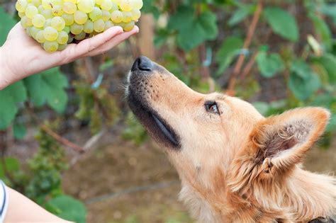 Can Dogs Eat Grapes? Veterinarians Explain | The Healthy