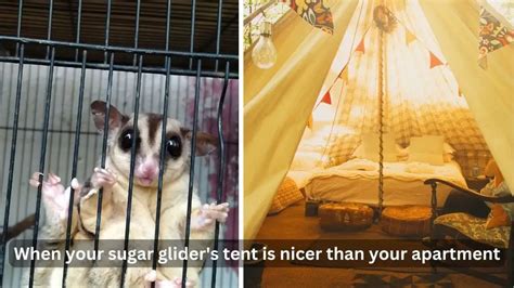 Best Tent For Sugar Glider Bonding – All Small Pets