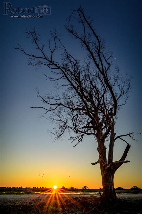 Tree silhouette’s at Sunrise. – Rolandino Leandro Photography