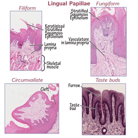 Tongue Histology Slide Labeled