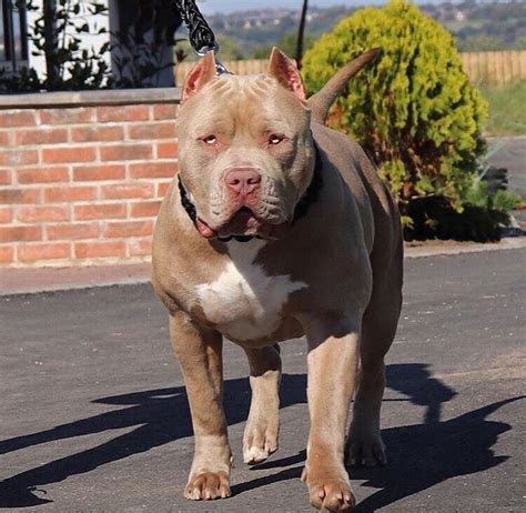 33 Cute American Bully Xl Sale Photo 8K - Bleumoonproductions