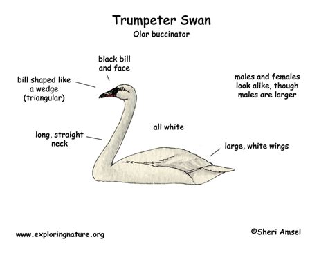 Swan (Trumpeter)