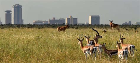 Nairobi National Park | Kenya Wildlife Safari Destinations