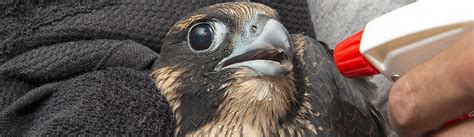 Bird Vet Kingman - Emergency Exotic Avian Vet Near Me