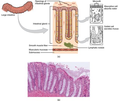 Unit 5: The Digestive System – Douglas College Human Anatomy ...