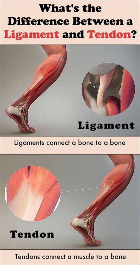 Tendon vs Ligament: What’s the Difference? | Human anatomy and ...