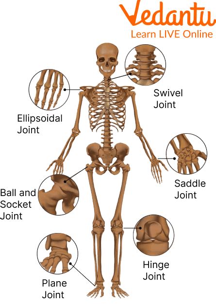 Joints in the Human Body - Types, Structure, and FAQs