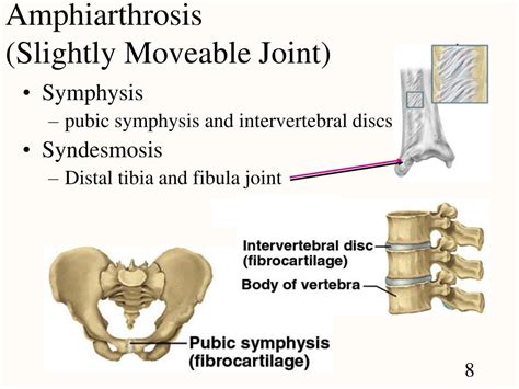 PPT - Chapter 9 Joints PowerPoint Presentation, free download - ID:404700