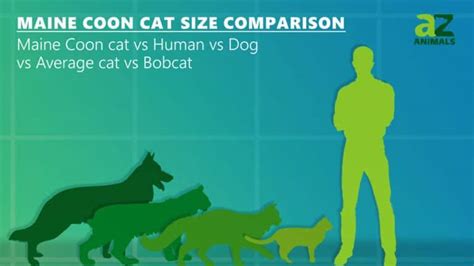 Maine Coon Cat Size Comparison: The Largest Cat? - IMP WORLD