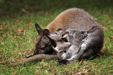 The Secret Life of Wallabies: Habitat and Behavior - Wildlife Blogging