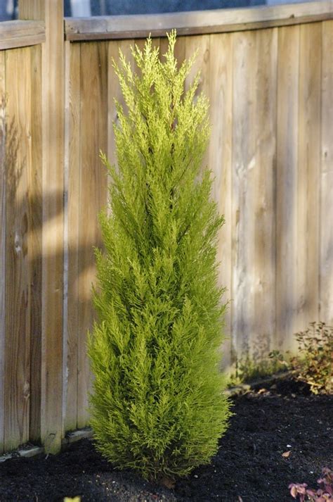 Wilma Goldcrest Monterey Cypress (Cupressus macrocarpa 'Wilma Goldcrest ...