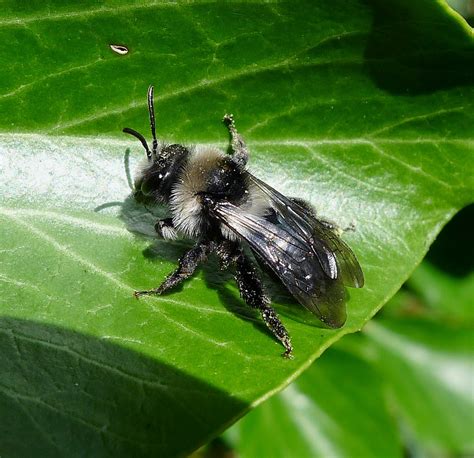 Species of UK: Week 54: Miner Bees (‘Andrena’)