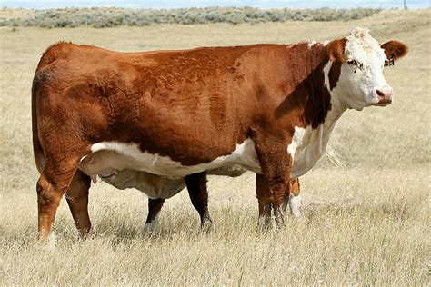 Welcome to NJW Polled Herefords Online | NJW Polled Herefords