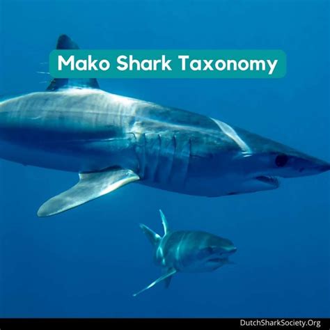 Mako Sharks Info And Facts - Dutch Shark Society