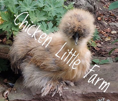 6 + Bearded, Silkie Chicken, Fertile Hatching Eggs | eBay