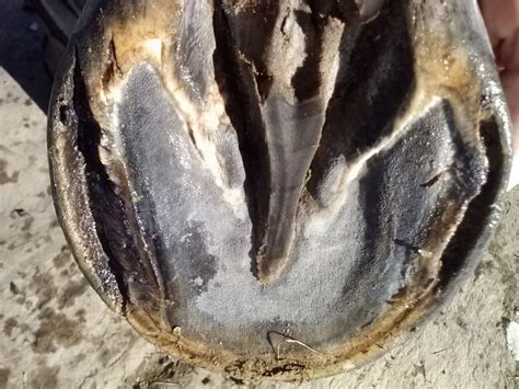 Other - ??possible hoof wall separation? | Farriers Forum