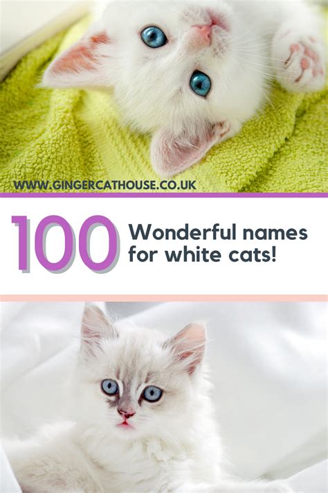 100 Awesome names for white cats and kittens | White cats, Cats ...