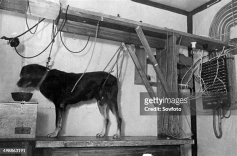 Pavlov Experiment Photos and Premium High Res Pictures - Getty Images