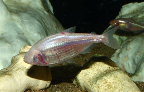 30 Cavefish Facts About The World's Most Elusive Fish