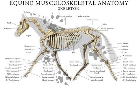 Musculoskeletal Anatomy Of Your Horse