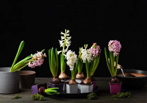 Hyacinth Bulbs - A-Z Animals